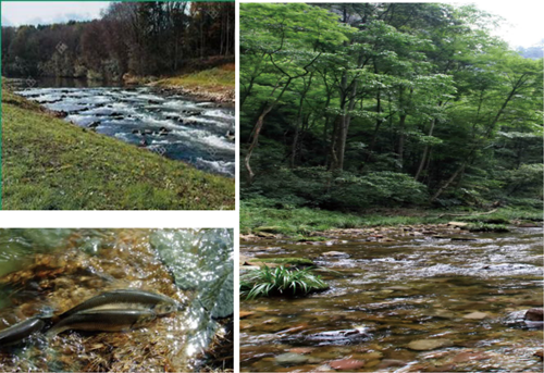 楊念東:武昌魚的回家之路