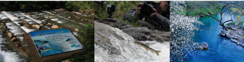 楊念東:武昌魚的回家之路