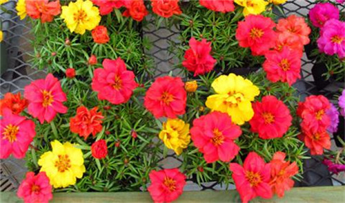 這8種夏天開花植物，越曬太陽，開花越猛