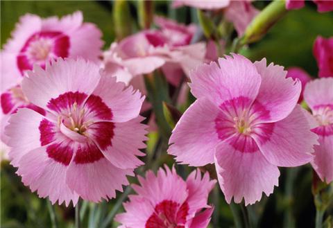 這8種夏天開花植物，越曬太陽，開花越猛