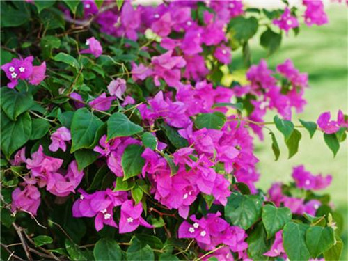 這8種夏天開花植物，越曬太陽，開花越猛