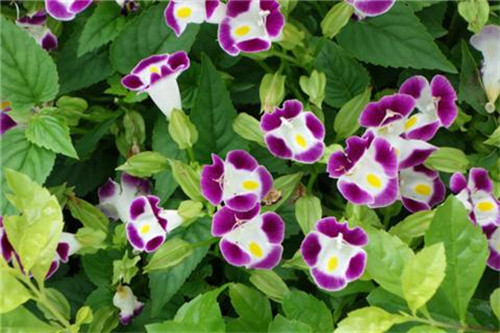 這8種夏天開花植物，越曬太陽，開花越猛