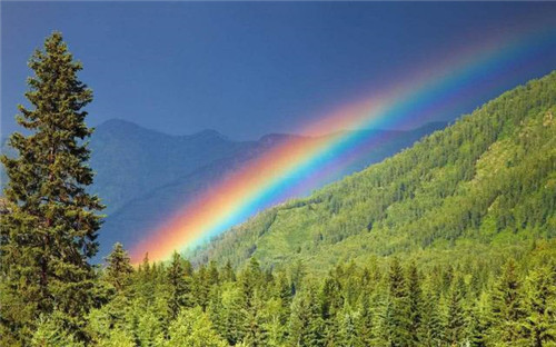 世界最高的樹木，至今生長原因成謎