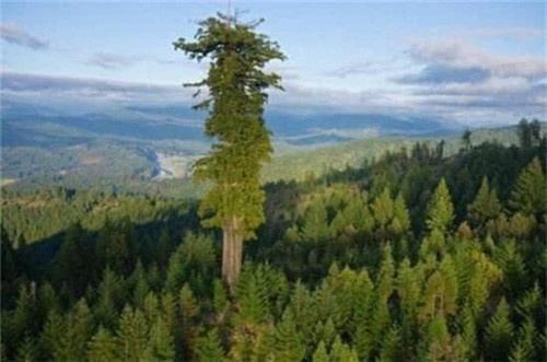 世界最高的樹木，至今生長原因成謎