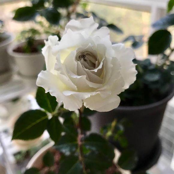 最香的盆栽花卉，花朵特別，花色素雅