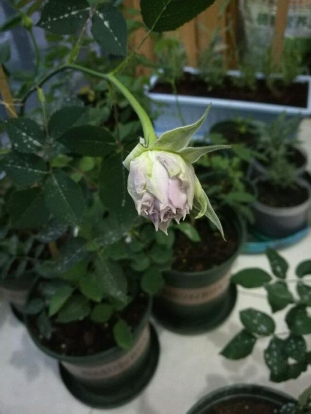 最香的盆栽花卉，花朵特別，花色素雅