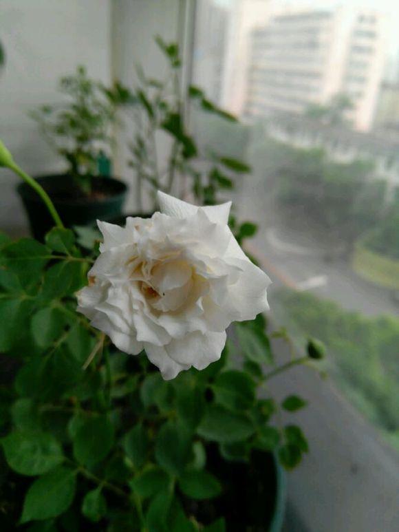 最香的盆栽花卉，花朵特別，花色素雅