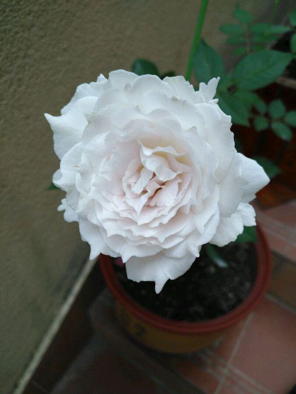 最香的盆栽花卉，花朵特別，花色素雅