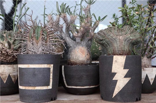 日本人對于瀕危植物的關(guān)注度遠(yuǎn)高于櫻花