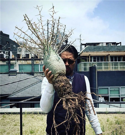 日本人對于瀕危植物的關(guān)注度遠(yuǎn)高于櫻花