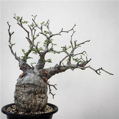 日本人對于瀕危植物的關(guān)注度遠(yuǎn)高于櫻花