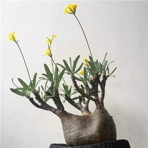 日本人對于瀕危植物的關(guān)注度遠(yuǎn)高于櫻花