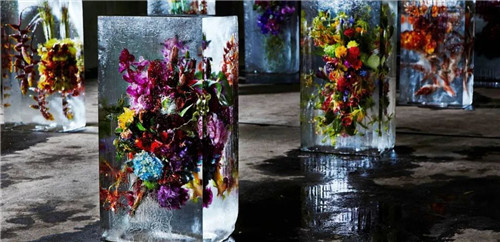 日本人對于瀕危植物的關(guān)注度遠(yuǎn)高于櫻花