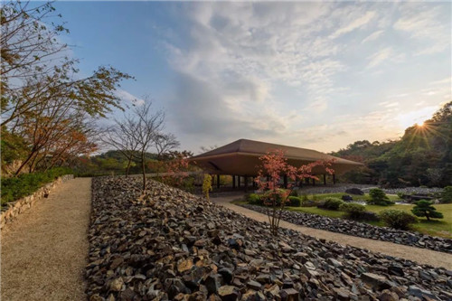 日本人對于瀕危植物的關(guān)注度遠(yuǎn)高于櫻花