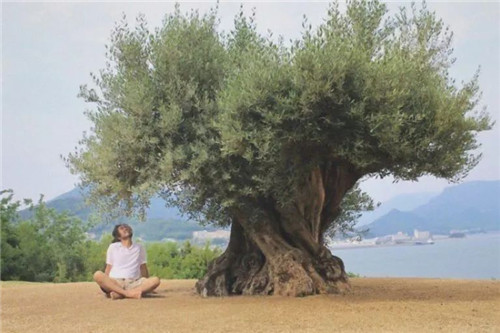 日本人對于瀕危植物的關(guān)注度遠(yuǎn)高于櫻花