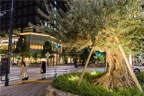 日本人對于瀕危植物的關(guān)注度遠(yuǎn)高于櫻花