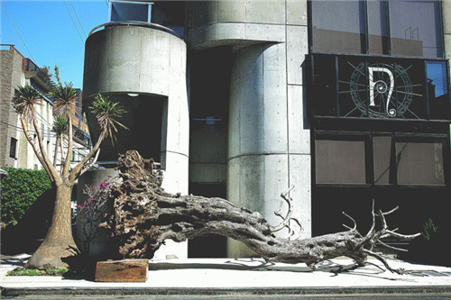 日本人對于瀕危植物的關(guān)注度遠(yuǎn)高于櫻花