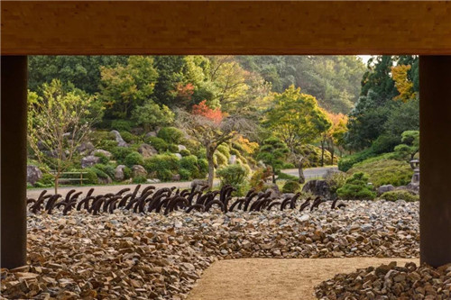 日本人對于瀕危植物的關(guān)注度遠(yuǎn)高于櫻花