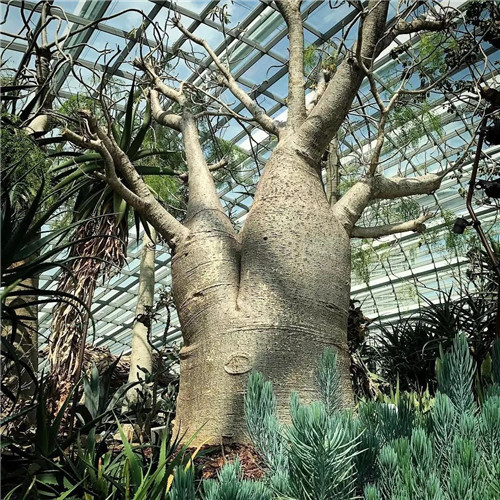 日本人對于瀕危植物的關(guān)注度遠(yuǎn)高于櫻花