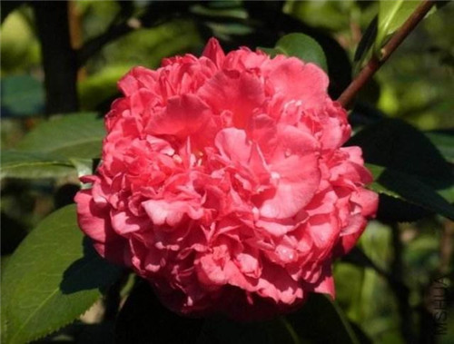 比香水還香的盆栽花卉，花色艷麗，花徑極大