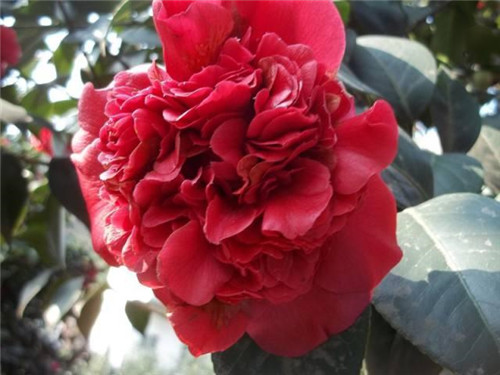 比香水還香的盆栽花卉，花色艷麗，花徑極大