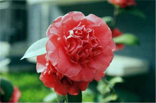 比香水還香的盆栽花卉，花色艷麗，花徑極大