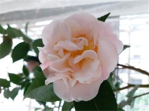 比香水還香的盆栽花卉，花色艷麗，花徑極大