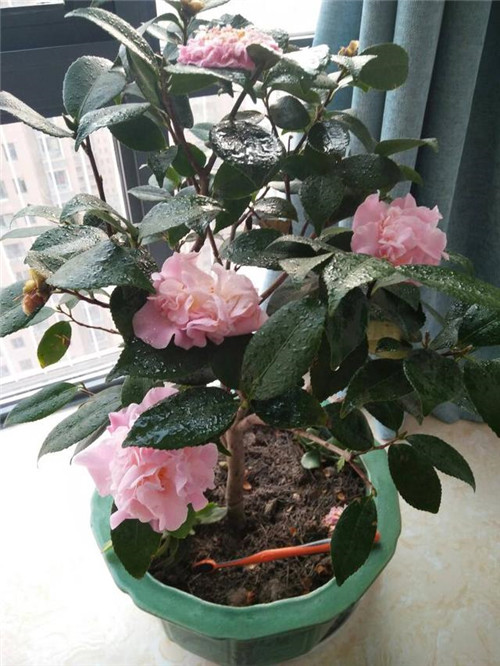 比香水還香的盆栽花卉，花色艷麗，花徑極大