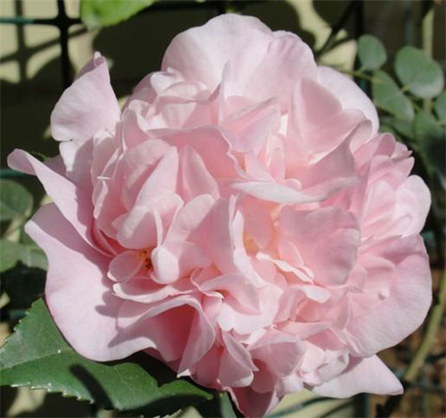 比香水還香的盆栽花卉，花色艷麗，花徑極大