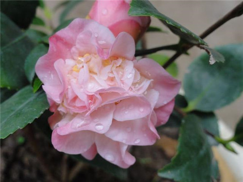 比香水還香的盆栽花卉，花色艷麗，花徑極大