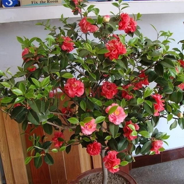 常見(jiàn)的旺家花卉，家里有嗎