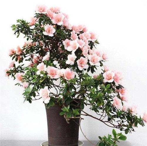 常見(jiàn)的旺家花卉，家里有嗎