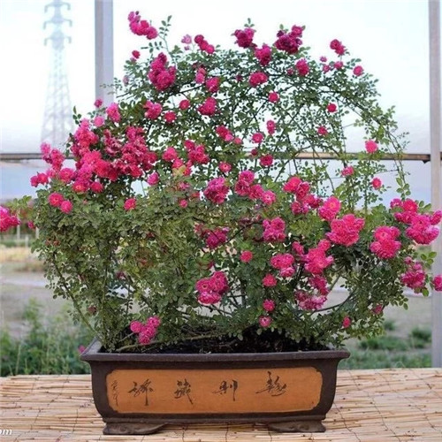 常見(jiàn)的旺家花卉，家里有嗎