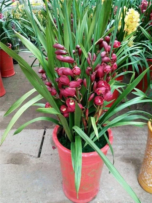 常見(jiàn)的旺家花卉，家里有嗎