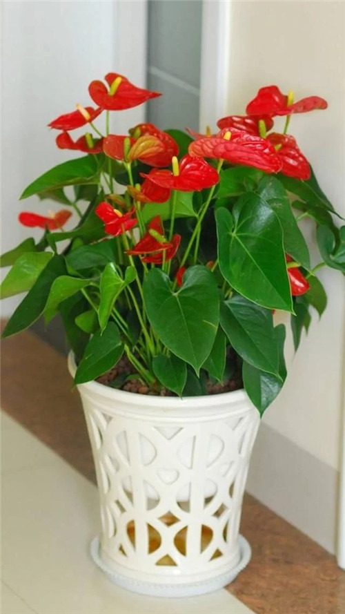 常見(jiàn)的旺家花卉，家里有嗎