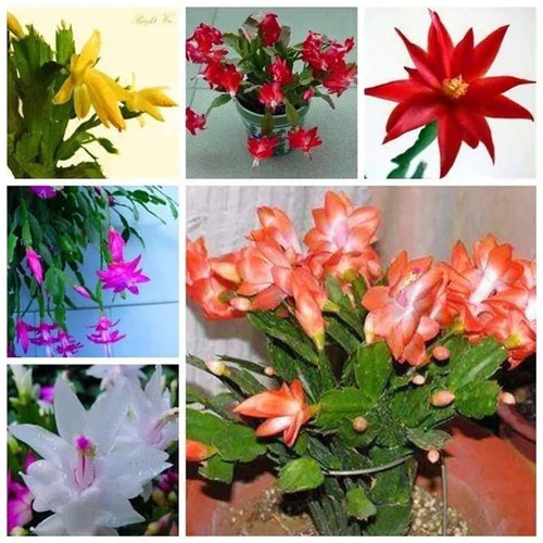 常見(jiàn)的旺家花卉，家里有嗎