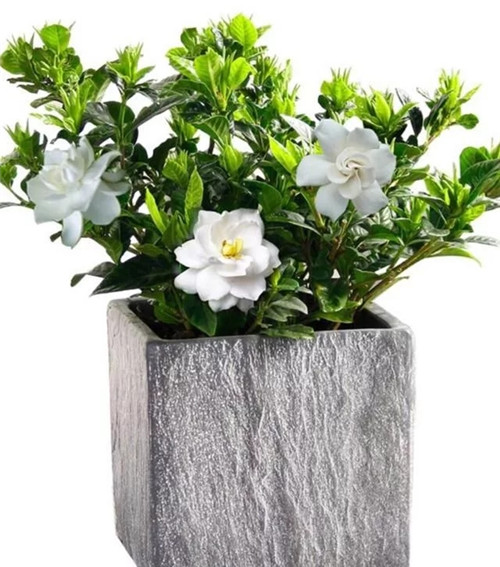 常見(jiàn)的旺家花卉，家里有嗎