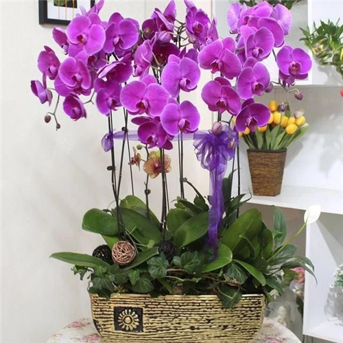 常見(jiàn)的旺家花卉，家里有嗎