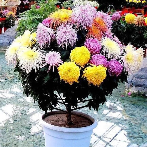 常見(jiàn)的旺家花卉，家里有嗎