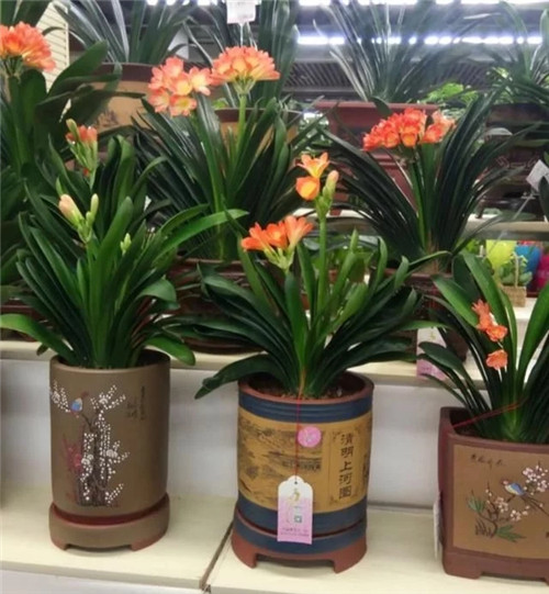 常見(jiàn)的旺家花卉，家里有嗎