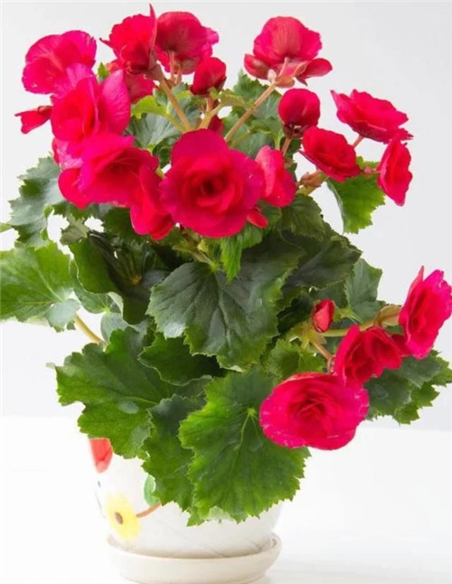 常見(jiàn)的旺家花卉，家里有嗎
