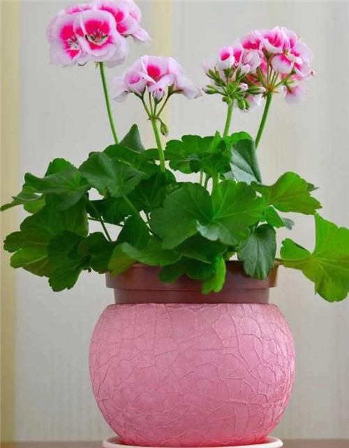 常見(jiàn)的旺家花卉，家里有嗎