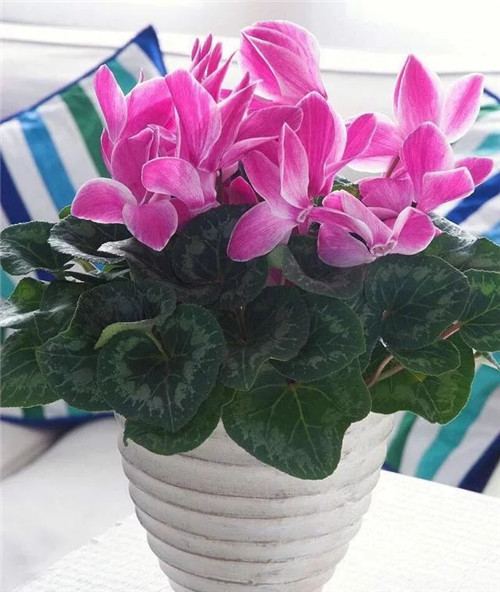 常見(jiàn)的旺家花卉，家里有嗎