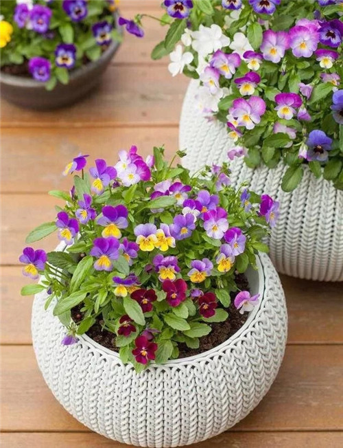 常見(jiàn)的旺家花卉，家里有嗎