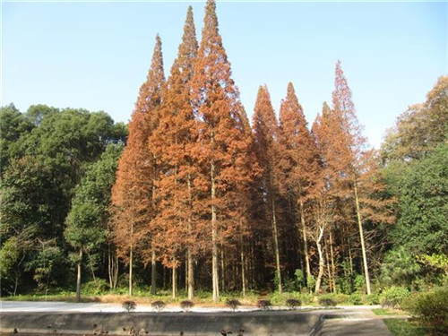 珍稀瀕危特有植物三峽"安家"