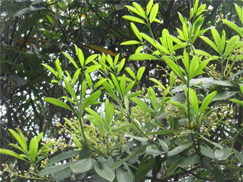 珍稀瀕危特有植物三峽"安家"