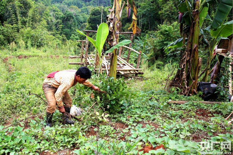 布龍自然保護區鏟除50畝非法侵占種植茶葉