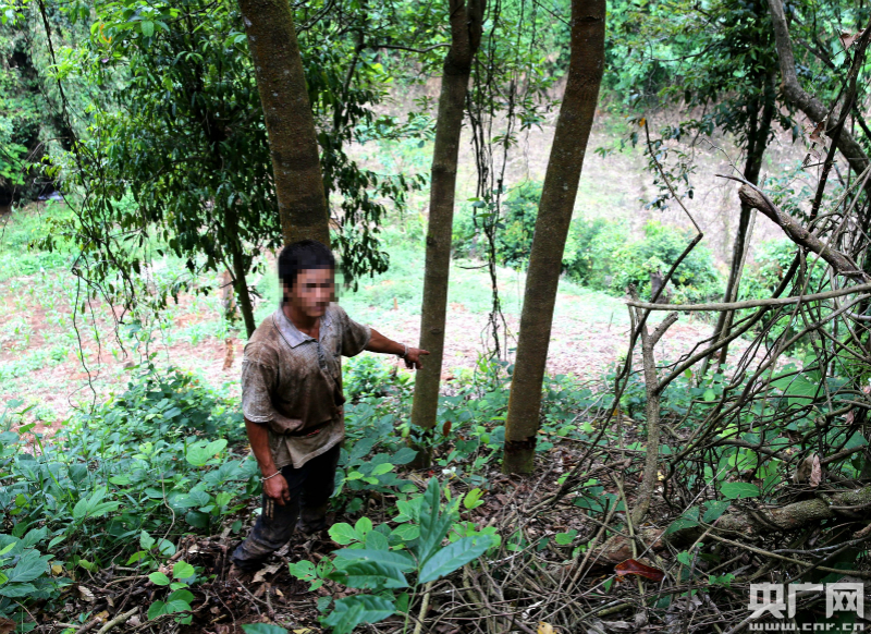 布龍自然保護區鏟除50畝非法侵占種植茶葉