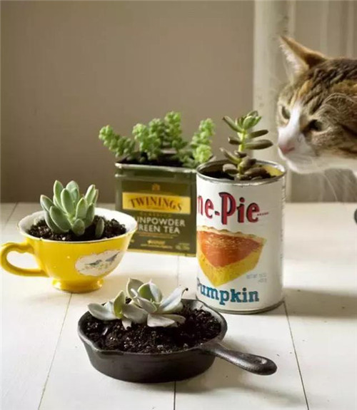 誰說養(yǎng)花插花一定得用花瓶？