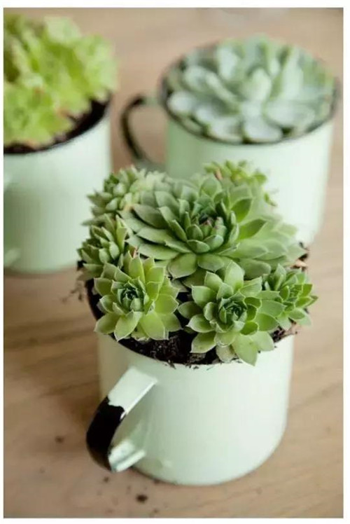 誰說養(yǎng)花插花一定得用花瓶？